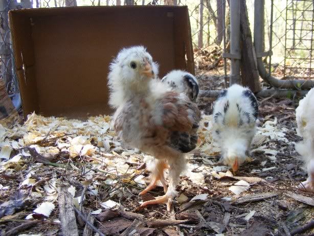 Chicks101809017.jpg