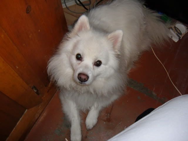 kemo-1.jpg