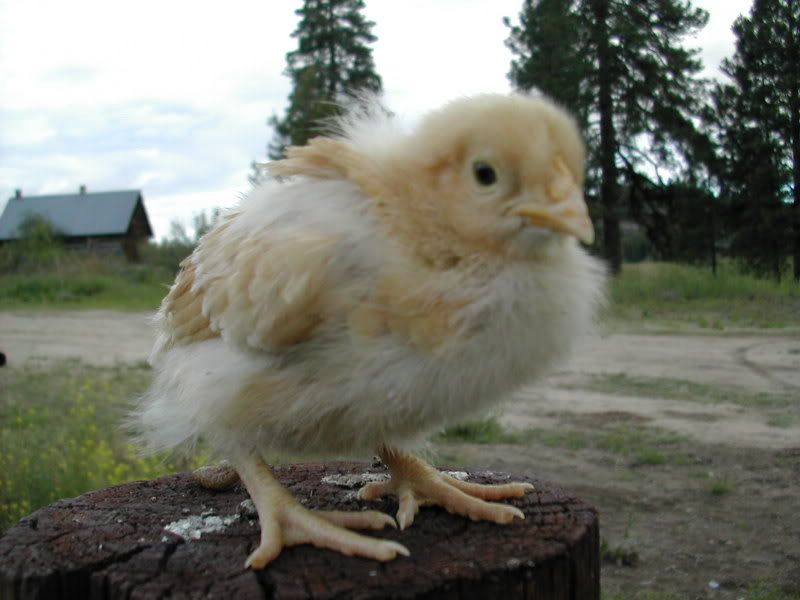 DSCN2578.jpg