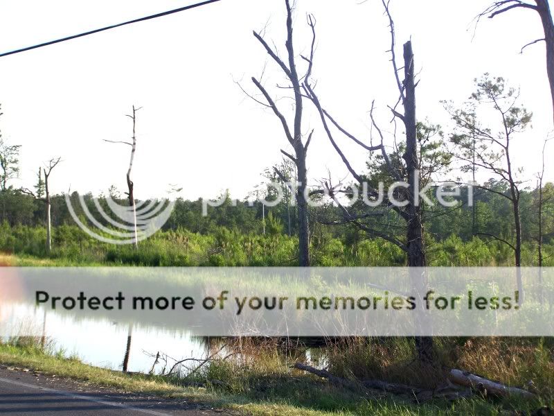 trees13.jpg