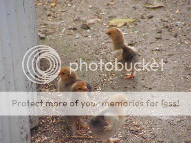 PICT0183.jpg