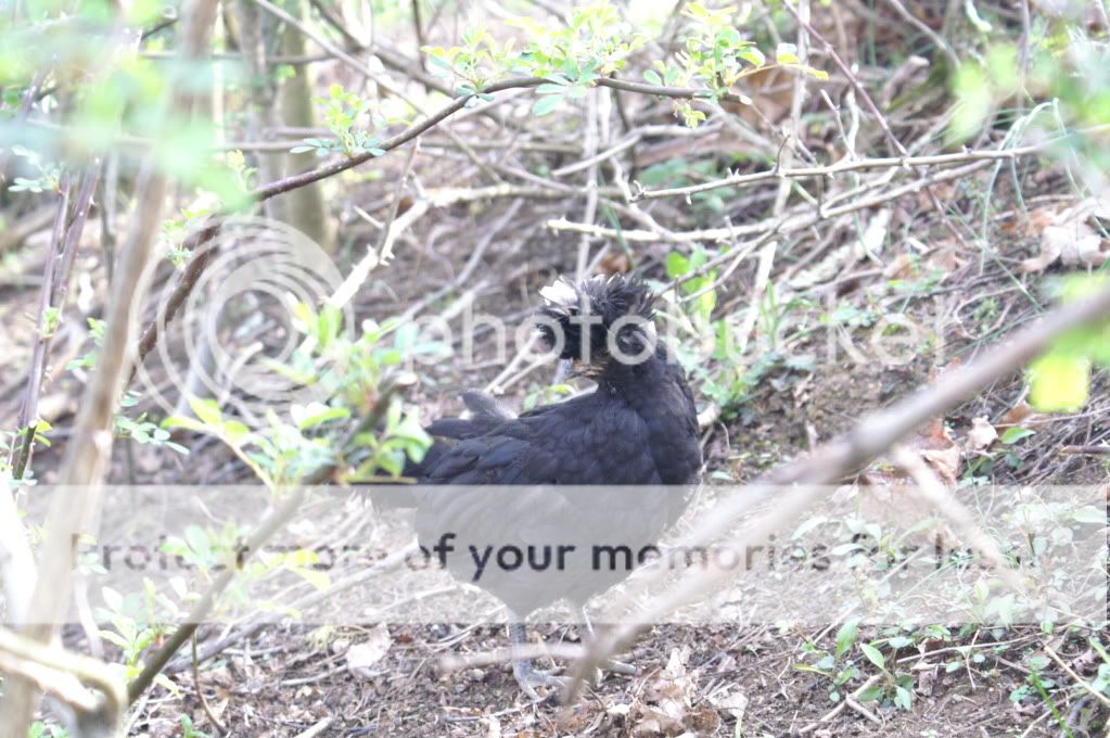 mychickens035.jpg