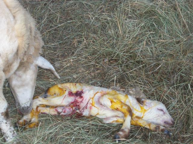 82_first_lamb_012.jpg