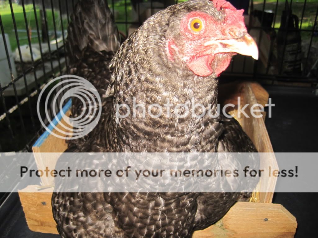 IMG_0392.jpg
