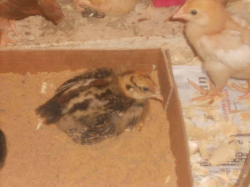 chickens423004.jpg