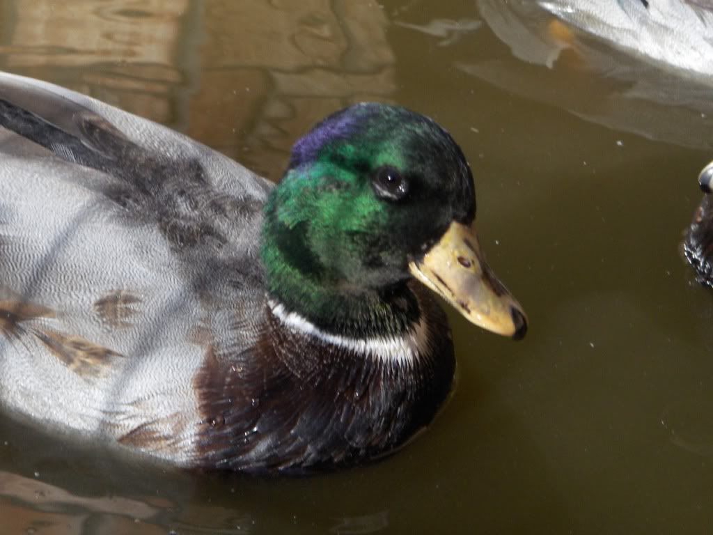 Ducks006.jpg