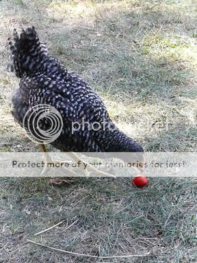 Wanda8wks.jpg