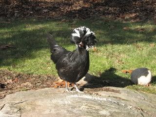 IMG_0459.jpg
