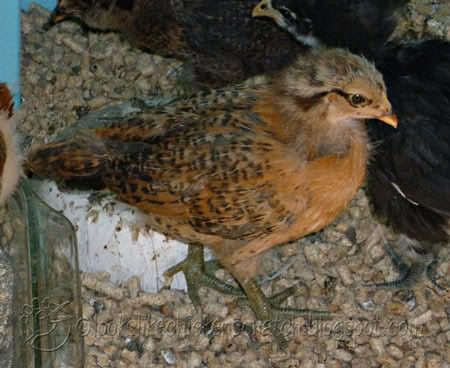 613chicken1sm.jpg
