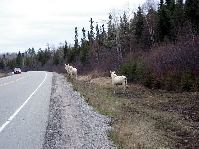 moose8.jpg