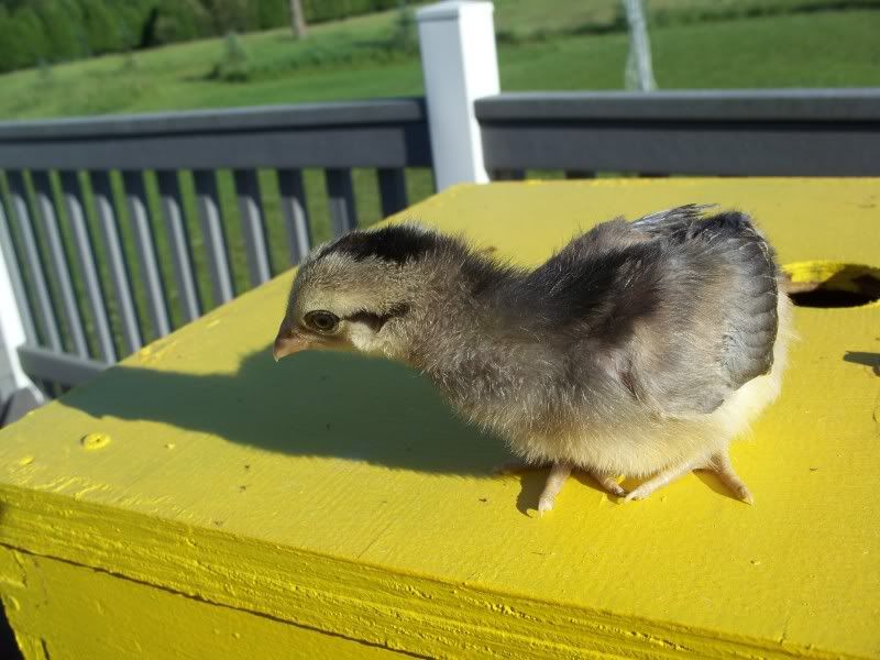 Araucanas_3weeksold013.jpg