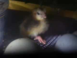 Chicks2-1-08062.jpg