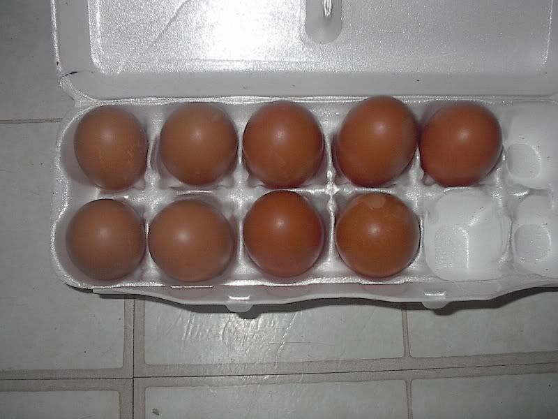 maraneggspullet002.jpg