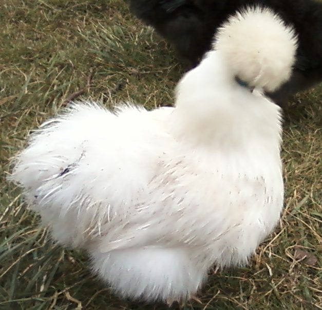 3825aa28_0113121533c.jpeg