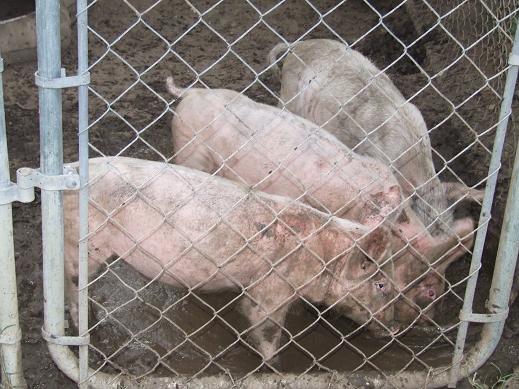 1417_pigs_001.jpg