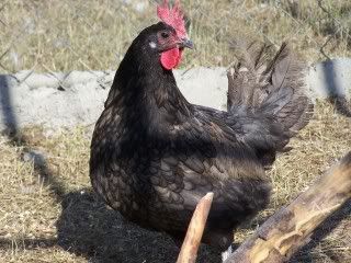 100_1419.jpg