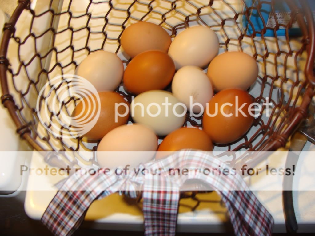 ChickPicks309.jpg