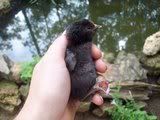 chicks009.jpg