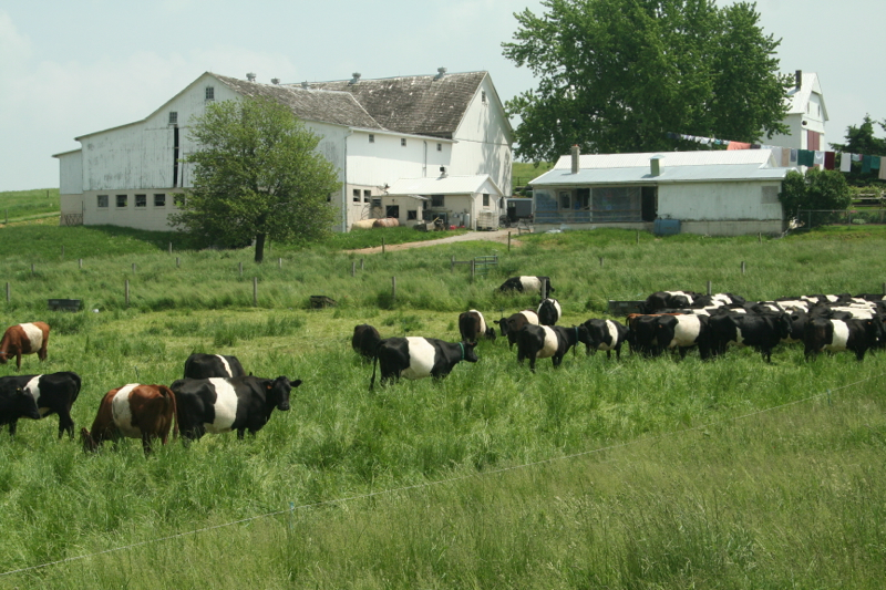 Dutch-Meadows-Dairy.jpg