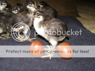 013-7.jpg