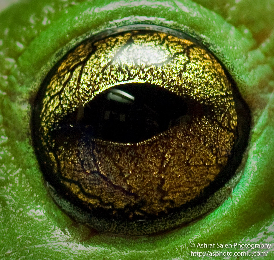 1_Frog2.jpg
