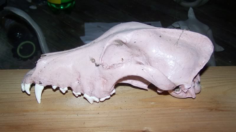 fossils2.jpg