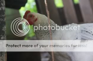 5262009chickens063.jpg