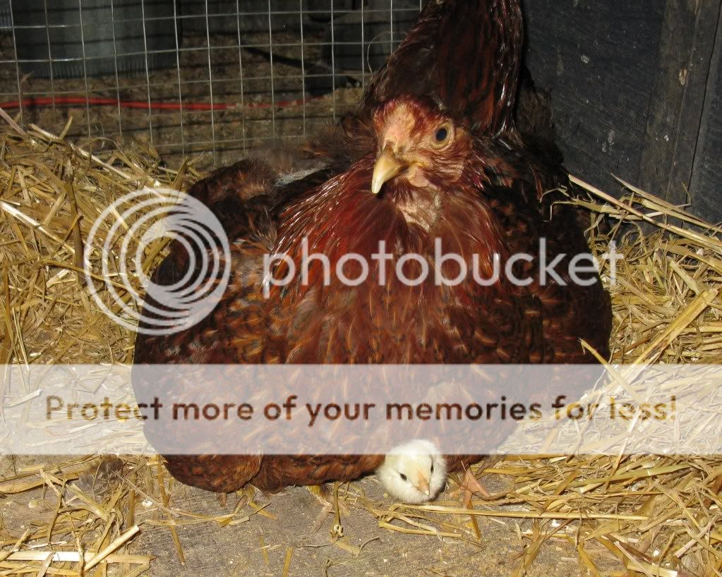 Junechicks390.jpg