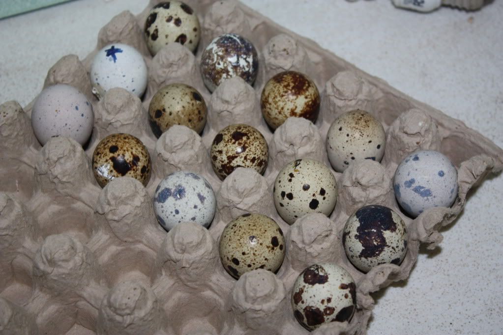 eggs.jpg