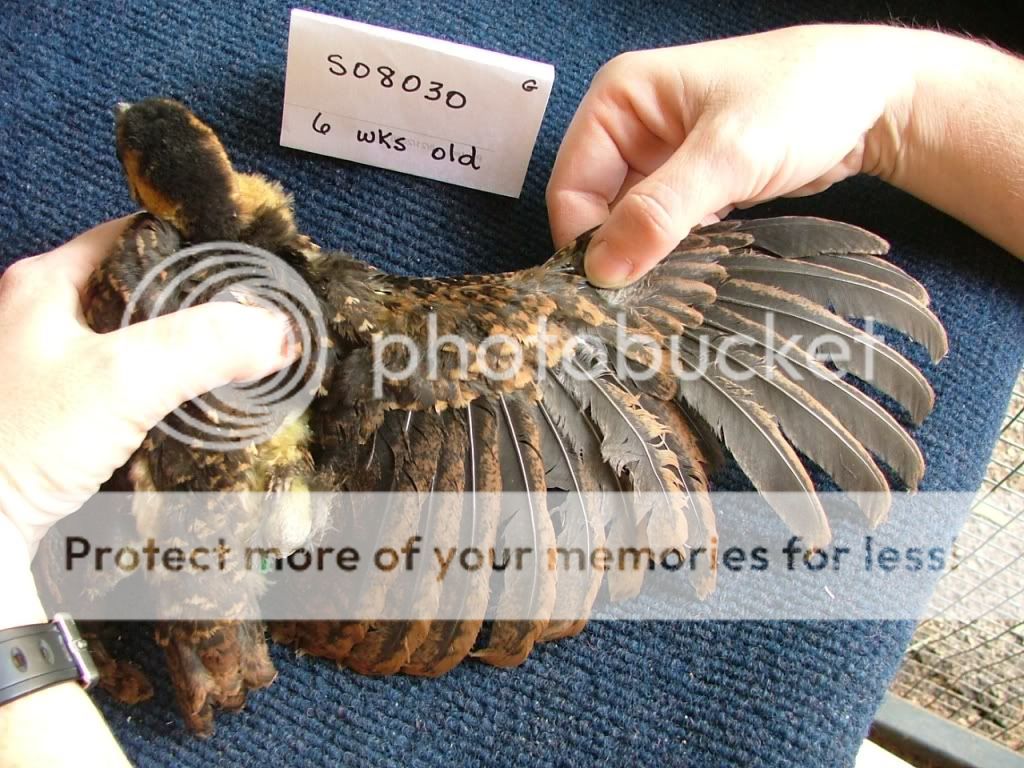 CongoPeafowlchickwing-6weeksIV.jpg