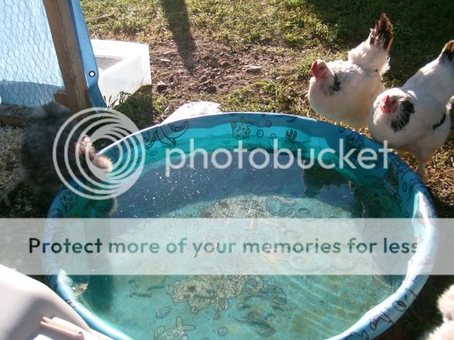 flock020.jpg