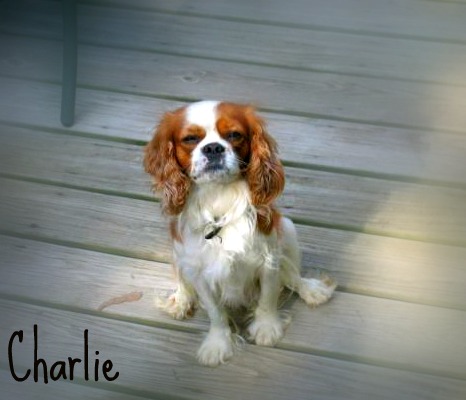 charlie1.jpg