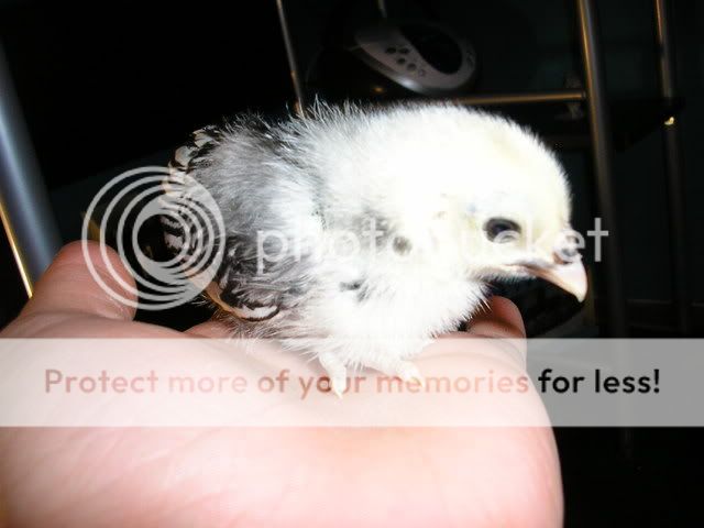 Brooder002-1.jpg