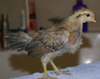 redbluecockerel.jpg