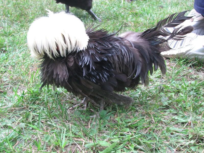chickenstock021-1.jpg