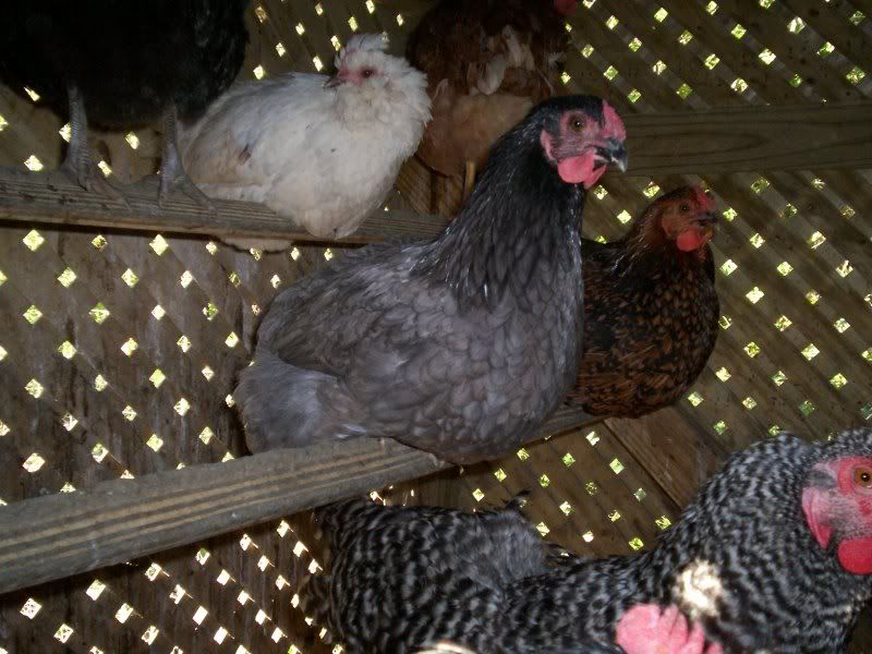 novemberpictures010.jpg