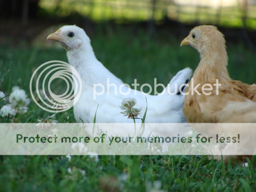 ChickPicks1981.jpg