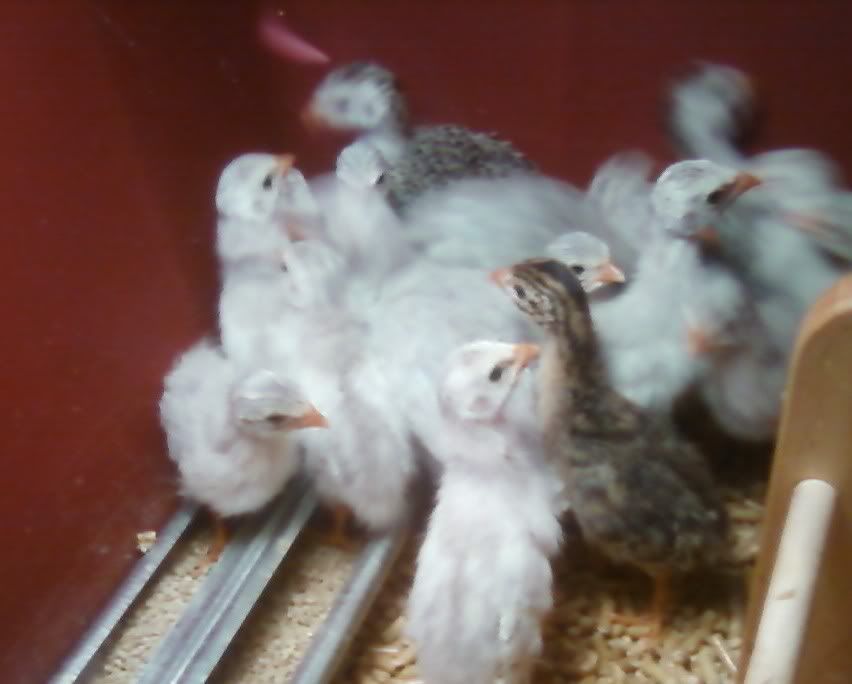 keets2.jpg