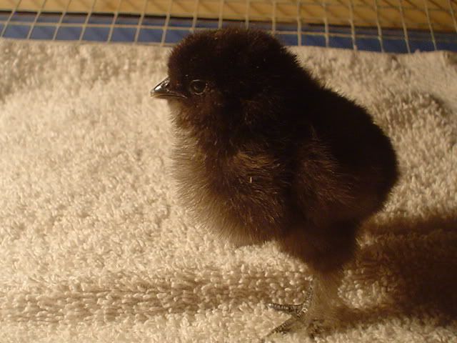 bantams011.jpg
