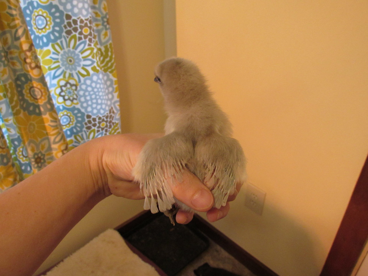 i-PXT6MP2-X2.jpg