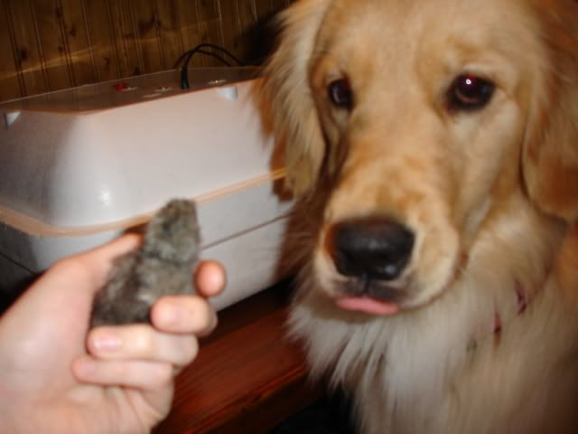 sadiechick003.jpg