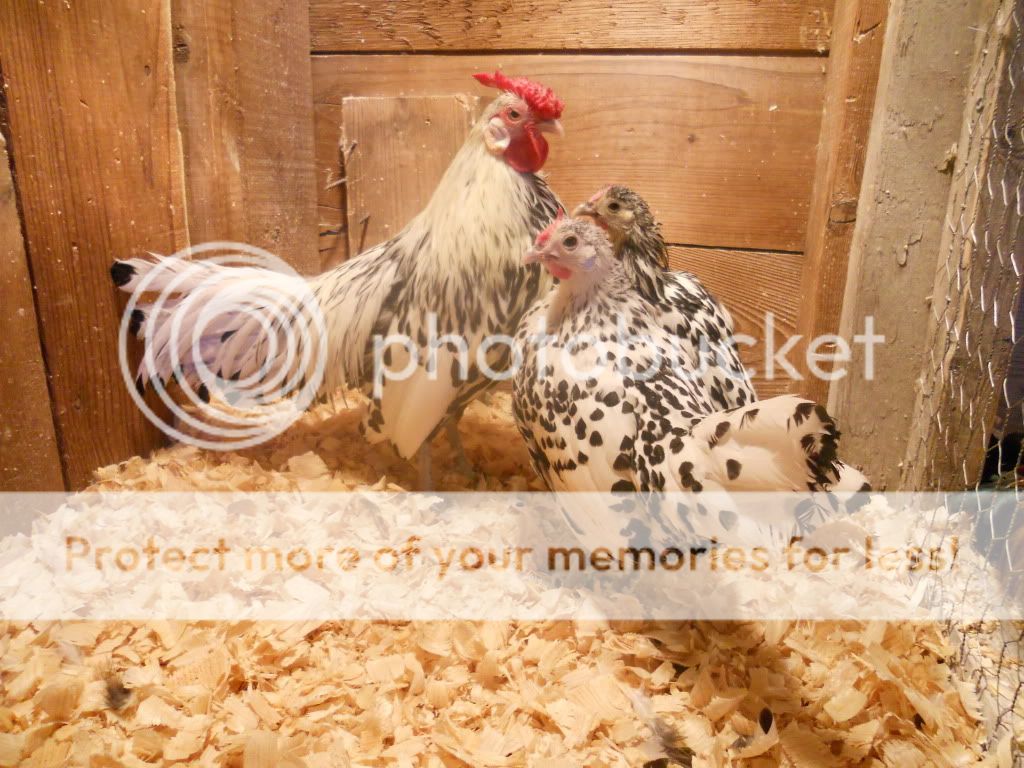 DUCCLES.jpg