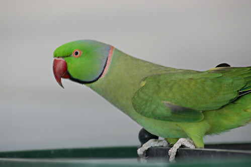 3264071777_d791cccb48.jpg
