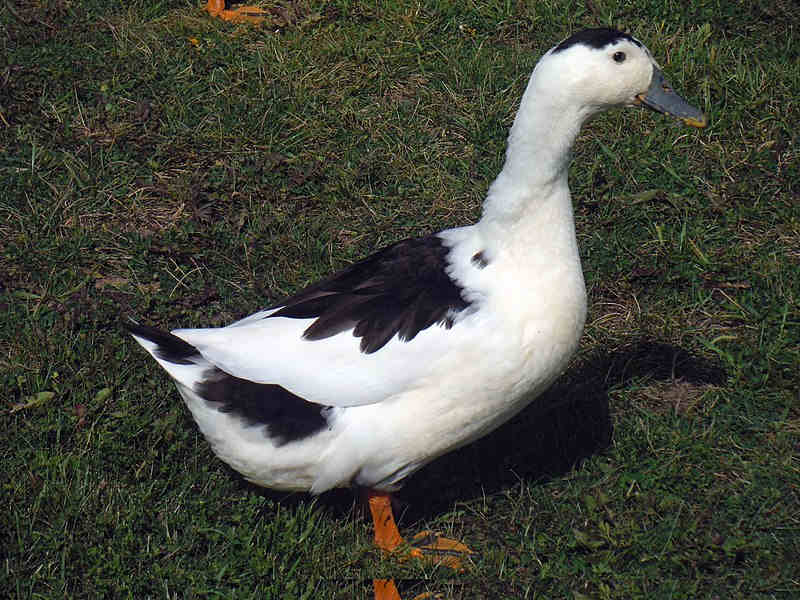 Magpie.jpg