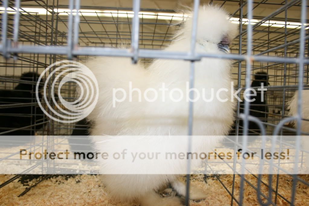 silkies2009021.jpg