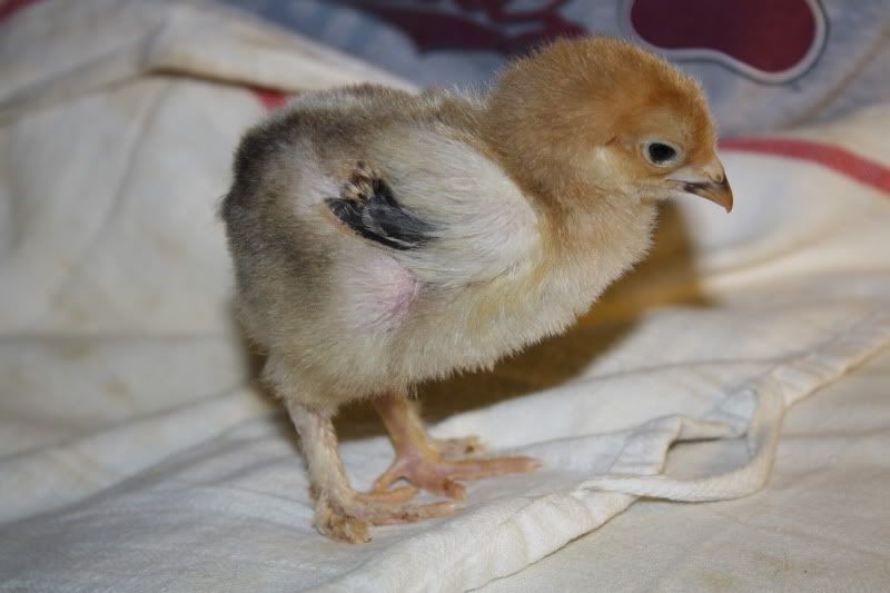 newchicks017.jpg