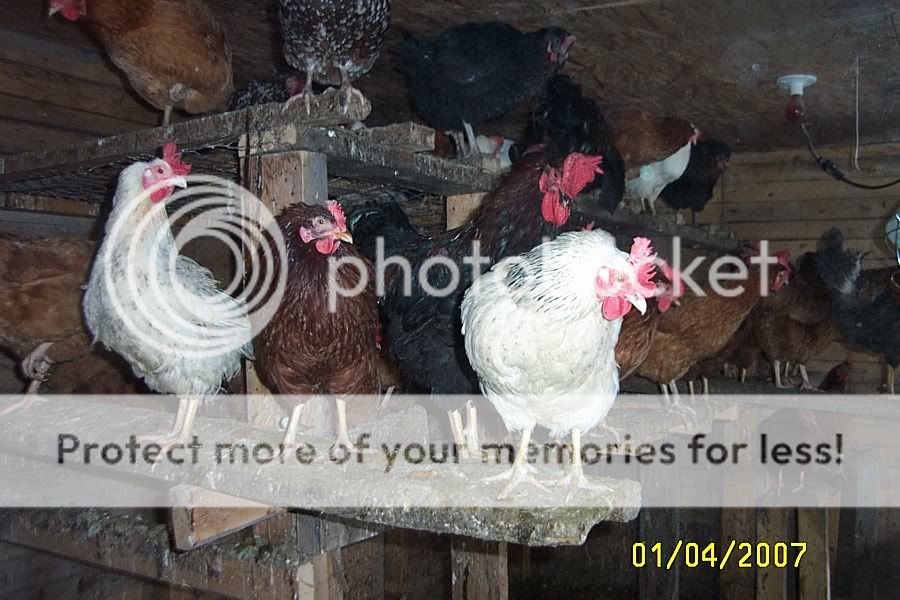 Roosts.jpg
