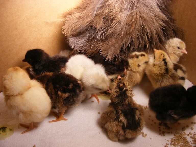 hatching020310004.jpg