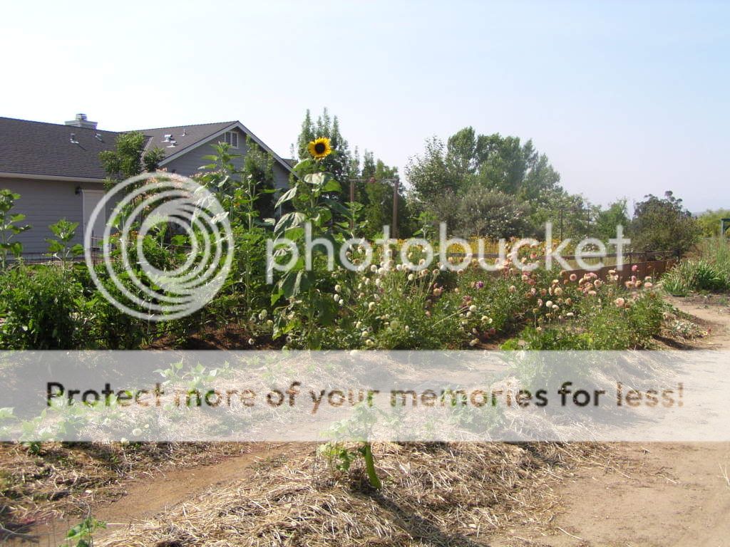 garden1.jpg