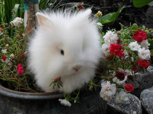 lionhead.jpeg